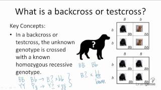 931 Backcross or Testcross [upl. by Artnoed]