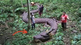 They Recorded It In the Amazon Jungle and No One Could Believe It [upl. by Yenaffit840]