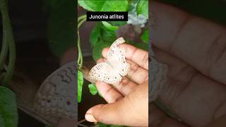 Junonia Atlites 263shorts [upl. by Anitsyrhk443]