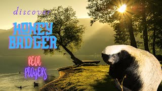 Discover honey badgers [upl. by Bassett]