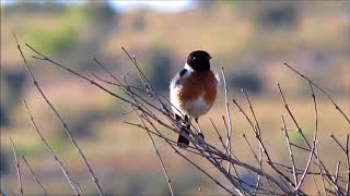 African Stonechat male singing [upl. by Zoellick378]