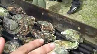 How to Grill an Oyster [upl. by Suiradel]