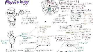 Physiology Intracellular and Extracellular fluid [upl. by Nevins]