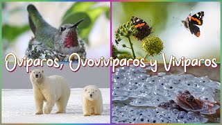 ¿Cuáles son los Animales Ovíparos Ovovivíparos y Vivíparos [upl. by Beulah]