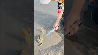 Finding seafood Mud crab chantreastvnine shortvideo crab [upl. by Lexerd556]