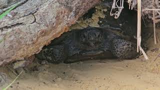 Koreshan State Park Turtles [upl. by Zsamot]