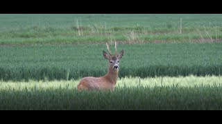 Sudecka Ostoja 192020 Rogaczowy rekonesans Roebuck Hunting in Poland [upl. by Erida]