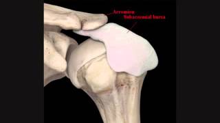 Subacromial Bursitis [upl. by Ahnavas249]