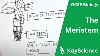 The Meristem  GCSE Biology  kaysciencecom [upl. by Llenrap]