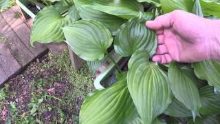 TIPS ON HOSTAS SEEDLINGS TO 5 YEAR OLD PLANTS [upl. by Pamelina]