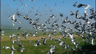 The 5th International Pigeon Race 2023  National and International Winners of Marseille [upl. by Eido174]