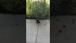 Aussie Magpie enjoying a feed australia aussie asmr nature birds beauty magpies [upl. by Noral]