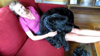 Baron The Giant Schnauzer is a Big Baby [upl. by Lobell]