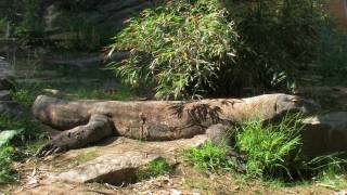 Komodo Dragon La Zoo [upl. by Oiludbo]