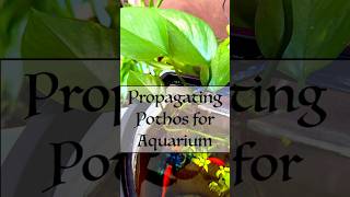 Propagating pothos for aquarium [upl. by Ashleigh]