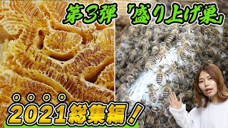 黄金の巣蜜を作る！ニホンミツバチの巣箱で盛り上げ巣作り4ヶ月間のまとめ【2021総集編】 [upl. by Sandro]