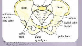 femalepelvicfemalepelvisbone femalepelvis [upl. by Enelav371]