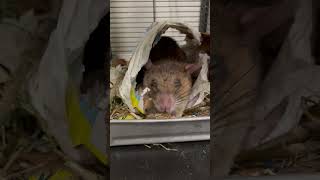 African giant pouched rat adorably snoozing and snacking [upl. by Lamberto]