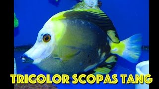 Rare Tricolor Koi Scopas Tang [upl. by Adyela]