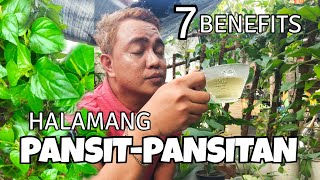 7 BENEFITS amp REASONS OF HAVING PANSITPANSITAN PLANTS  PEPEROMIA PELLUCIDA [upl. by Heck]