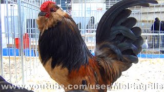 Best of Poules et Coqs Barbus [upl. by Atiluap]