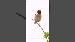 European Stonechat ♂ birds birdsounds [upl. by Messing214]