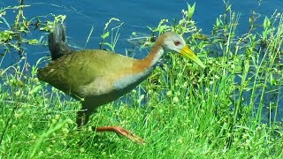 Giant Wood Rail [upl. by Bethesda]