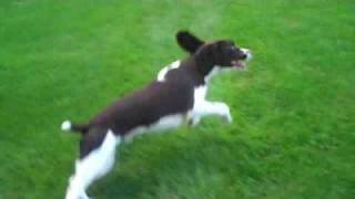 Shadow the Amazing Springer Spaniel [upl. by Ellessig]