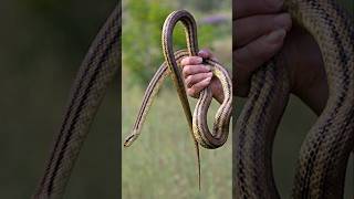 Fourlined snake  Scariest Animals on earth that are completely harmless [upl. by Orfield294]