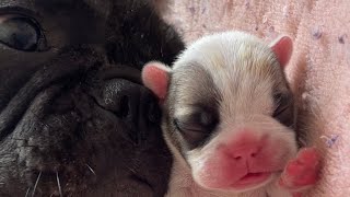 French Bulldog Puppies Journey Newborn to 1 Month Old  Cuteness Overload 🐾❤️ [upl. by Rehprotsirhc]