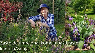 Zašto da umre onaj kome u bašti raste kadulja  Ljekovita biljka  žalfija  Salvia officinalis [upl. by Merari350]