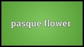 Pasque flower Meaning [upl. by Benni]