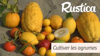 Conseils pour bien cultiver les agrumes [upl. by Hylan]