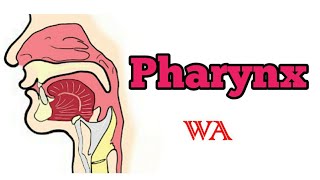 Pharynx  Anatomy simplified World of Anatomy [upl. by Nassir]