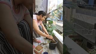 Welcoming my Harsingar Plant 🥰🪴 shorts siya harsingar jasmine plants planting plantingplants [upl. by Noirod]