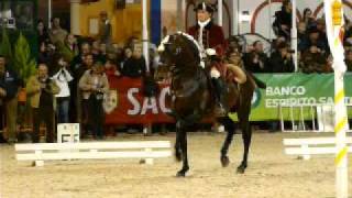 courbette  alter real lusitano horses golega 09 [upl. by Anual]