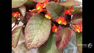 Episcia  garden plants [upl. by Aisaim902]