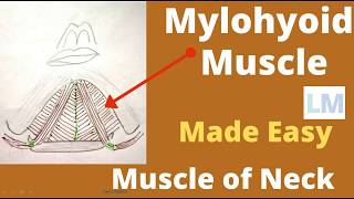 Mylohyoid muscle  Origin insertion nerve supply and actions  Mylohyoid muscle anatomy [upl. by Jeffers]