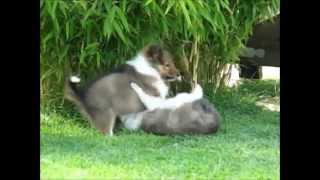 Sheltie puppies 78 weeks old playing in the yard [upl. by Nosecyrb]