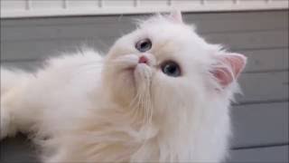 Meet Prince Kasper Beautiful Persian Cat [upl. by Minier]