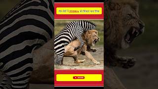 तीन शेर ZEBRA को शिकार बना लिए ॥ shorts [upl. by Olly]