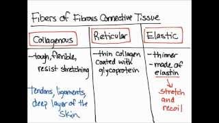 Fibers of Fibrous Connective Tissue [upl. by Grannie]