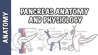 Pancreas Clinical Anatomy and Physiology [upl. by Tserrof285]