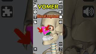 Vomer  Nasal bone  Anatomy medical 3d anatomy bones head neck nose shorts [upl. by Ramuk]