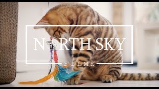 Sondaica Toyger Cattery  Manchester  UK [upl. by Basile226]