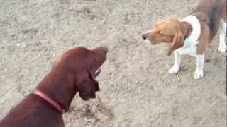 Vince the Beagle Vs CoonHound in howl off [upl. by Nigrom]