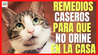 ✅ REMEDIOS CASEROS PARA QUE EL GATO NO SE ORINE EN LA CASA ✅ SOFÁ COLCHÓN [upl. by Roosevelt750]