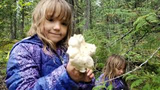 Revelstoke BC Foraging Chanterelle and Lobster Mushrooms [upl. by Nafets]