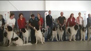 Landseer European Continetal Type at Euro dog show 2018 Warsaw [upl. by Yakcm]