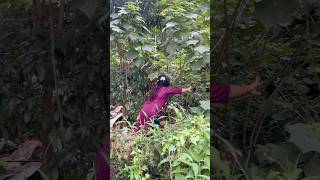 রাস্তার লোকের থেকে মার খেলাম  😱😱minivlog viralvideo gardening shorts [upl. by Ahs575]